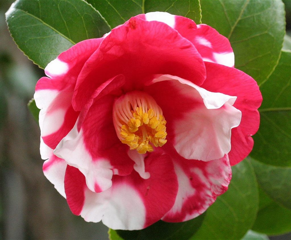 IWANE-SHIBORI**Bicolor Bloom**Camellia Japonica-Live Starter
