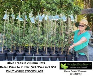 Olive Trees Manzanillo  - Absolute Quality Plants Tree Mudgeeraba Gold Coast South Preview