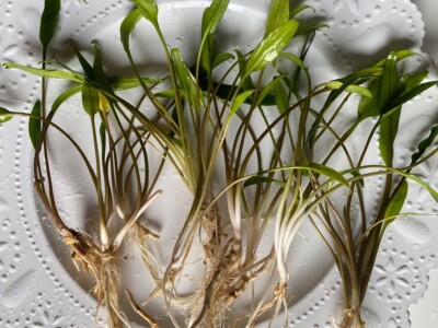 12 Fancy *LARGE* Lucens Crypt- Ships free!-Great for Shrimp and Betta Aquariums!
