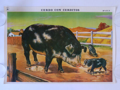 1960s MEXICAN "Cerdo con Cerditos" SCHOOL CHART POSTER Pig & Piglets farm scene!