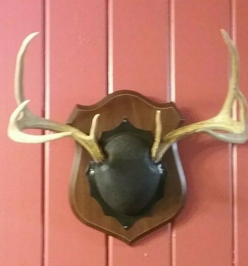 Whitetail Deer Large 8 Point Antlers Skull Cap Horns Mounted- Plaque Den Man Cav