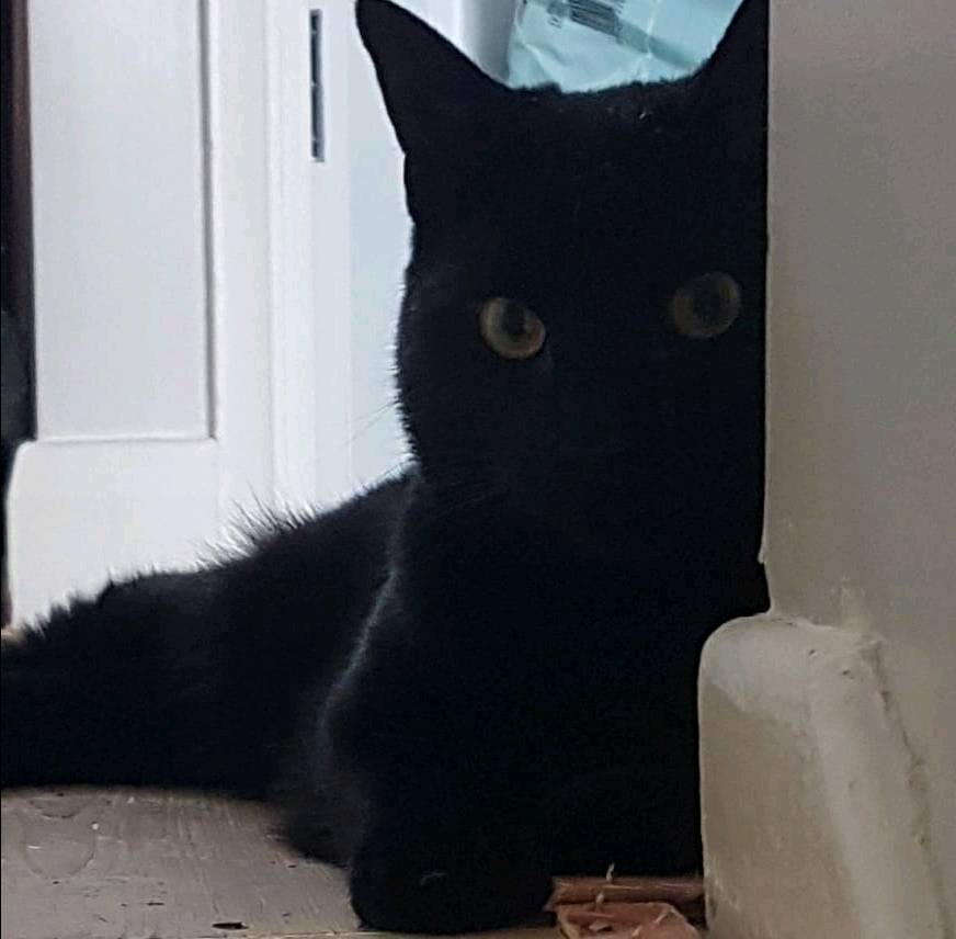 BLACK 11 MONTH OLD FEMALE CAT in Norwich, Norfolk Gumtree