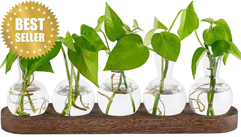 Desktop Propagation Stations Retro Terrarium with Wooden Stand,Glass Vase Plant