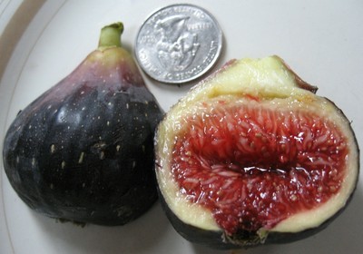 Live Plant Black Madeira Fig Tree Gallon