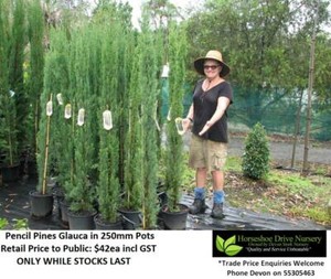 Pencil Pines Glauca Narrow Corridors Full Sun Feature Plant HS072 Mudgeeraba Gold Coast South Preview