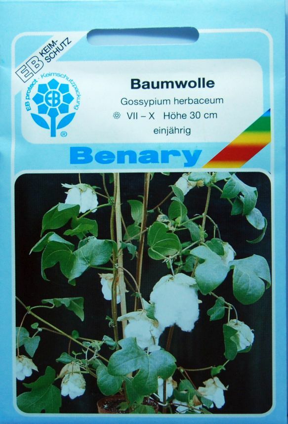 Baumwollpflanze samen Gossypium hirsutum Baumwolle  Cotton Zimmerblume Blume 