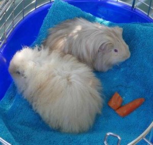 Pure Long Haired Guinea Pig Babies Merino And Sheltie Breeds