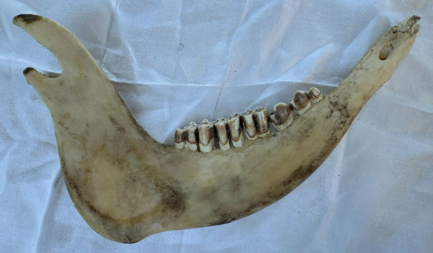 その他 VINTAGE JAW BONE CALIFORNIA FREE FORM VINTAGE JAW BONE CALIFORNIA FREE FORM