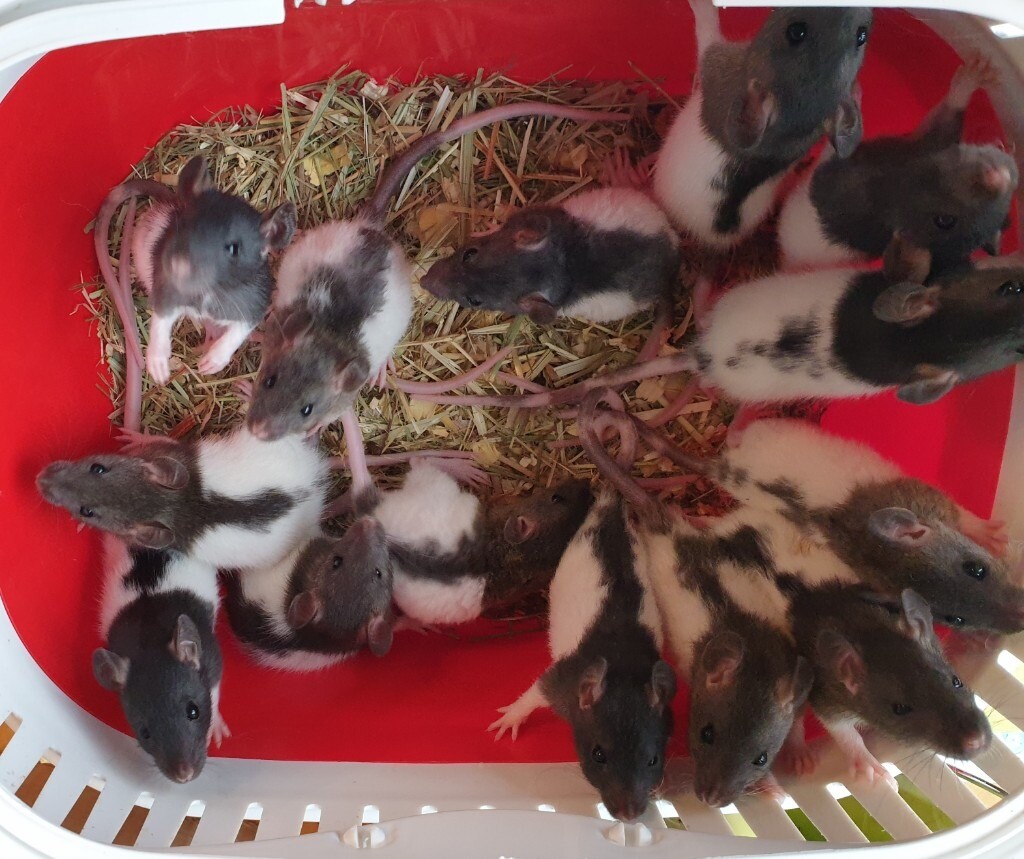 tame baby rats rex/smooth coated in Pudsey, West Yorkshire