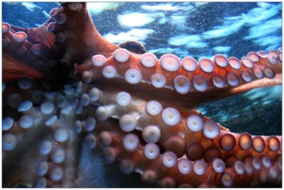 OCTOPUS *2X3 FRIDGE MAGNET* SEA CREATURES EIGHT LIMBED LEGS SOFT BODIED SWIM INK