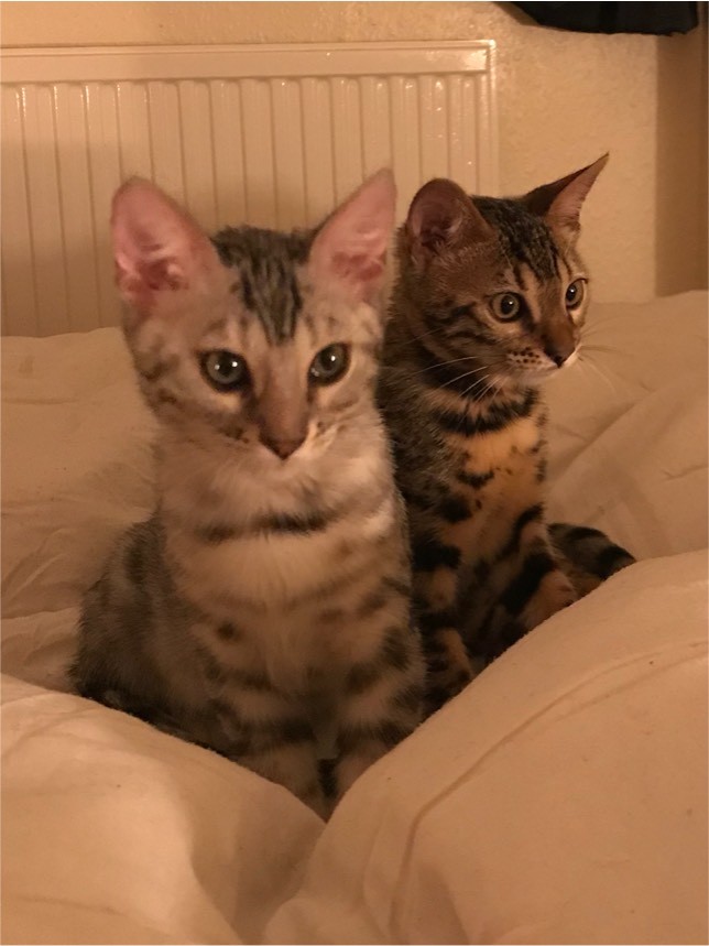 F5 BENGAL KITTENS 3 MONTHS in Ruislip, London Gumtree