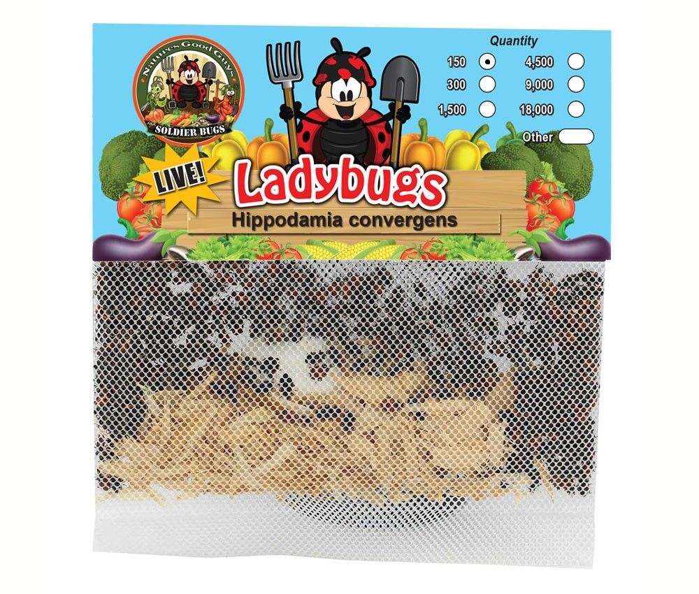 150 Live Ladybugs - Good Bugs - ...