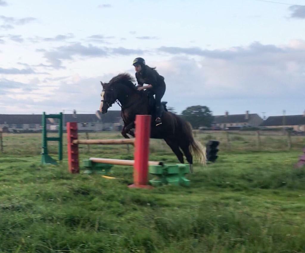 Welsh Section C Pony for sale in Wick, Highland Gumtree