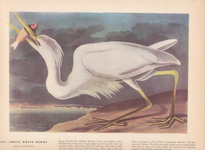 Audubon 1942 Vintage Birds #281 ''Great White Heron'' Full Color Art Plate Litho