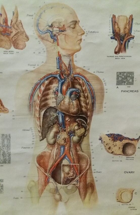 Max Brodel Anatomical Chart