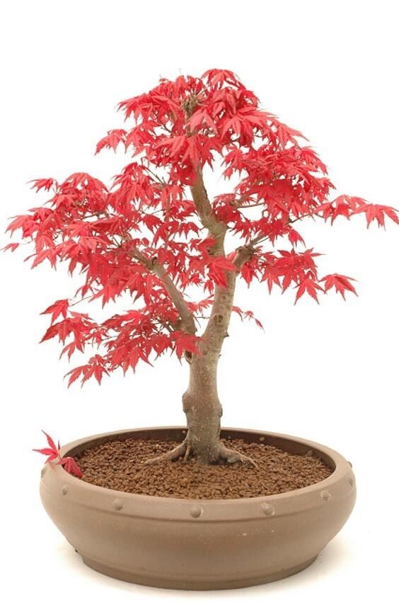 Japanischer ROTER Ahorn / Fächerahorn - 20 Samen - Baum & Bonsai geeignet