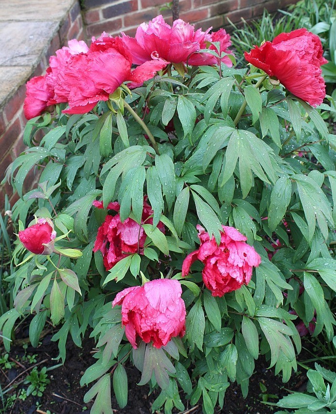 Tree peony bright pink mature plant deciduous shrub
