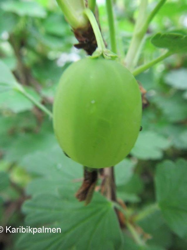 Ribes Uva 'HinnonmÃ¤Ki GrÃ¶N' - GrÃ¼Ne Stachelbeere - Winterharte Pflanze 30-50cm