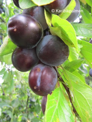 Reineclaude van 'Schouwen' - rote Pflaume - Pflanze 150-170cm Zwetschgenbaum