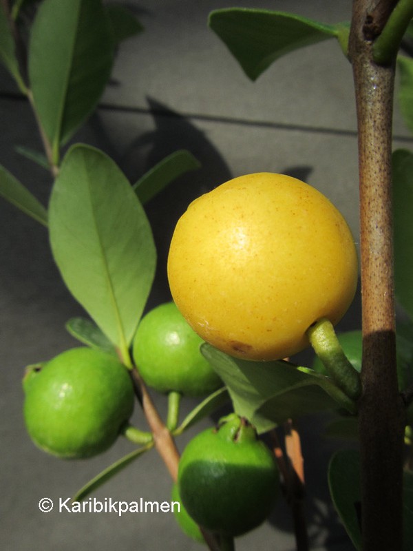 Psidium Cat. Gelb Guave - Zitronenguave - Pflanze 40-60cm - Guaven FrÃ¼Chte