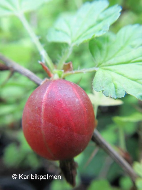 Ribes Uva 'HinnomÃ¤Ki RÃ¶D' - Rote Stachelbeere - Winterharte Pflanze 30-50cm