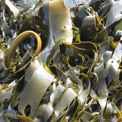 KELP SEAWEED Absolutely No Additives 100% Pure Iodine 100 Vegetarian Capsules