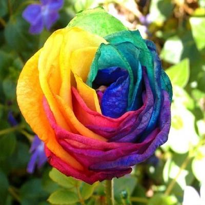 rainbow-rose Rainbow Rose | Preserved Rose that Lasts a Year – Privé Roses