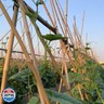 Plant Bamboo Post,4Feet,Bamboo Garden Stakes,50PcsBamboo Stakes,for Tomato,Beans,Vegetable and Flowers, Potted Plants,Indoor and Outdoor Climbing Plants