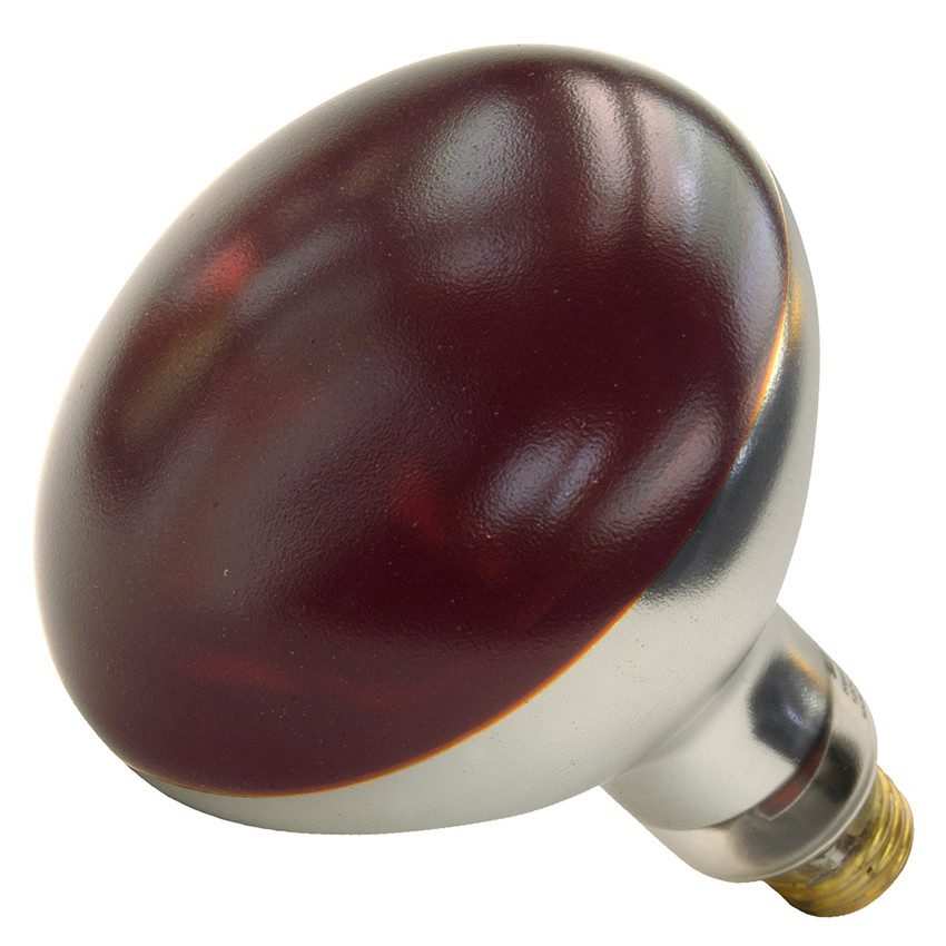 ShatRShield 250 Watt Shatter Resistant Red Heat Lamp Bulb 01698W