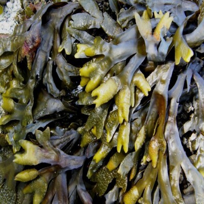 KELP SEAWEED Absolutely No Additives 100% Pure Iodine 100 Vegetarian Capsules