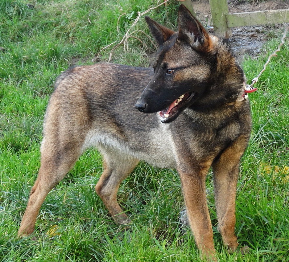 Top 104+ Pictures Belgian Malinois Cross German Shepherd For Sale Superb
