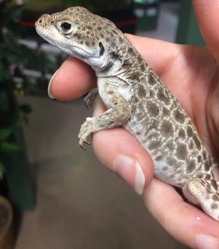 Young Leopard Lizards in AshtonunderLyne, Manchester Gumtree