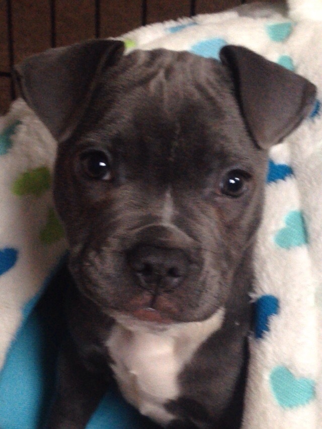 Blue French Bulldog Cross Blue Staffy Puppy in Cinderford, Gloucestershire Gumtree