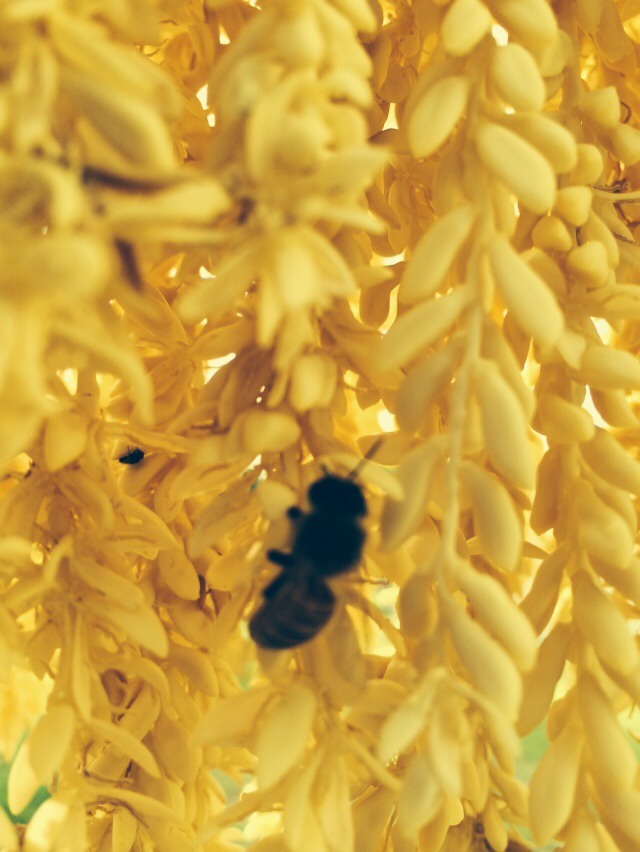 3-1 lb jars RAW Wildflower Honey All Natural.RICH FLAVOR,delicious Unheated