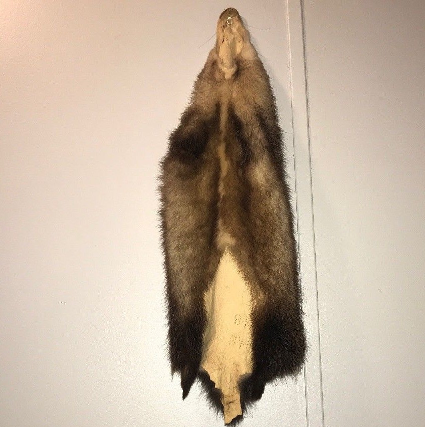Opossum Pelt Tanned Hide Taxidermy Cabin Decor Craft Leather Fur Science