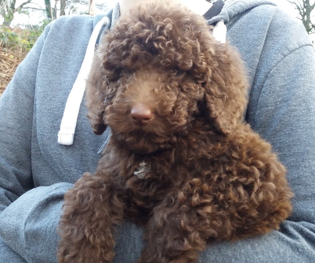 Standard Poodle Puppies Fully Vaccinated Ready Now in Glynneath