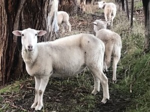 sheep ewes mixture lambs pets born total september would great