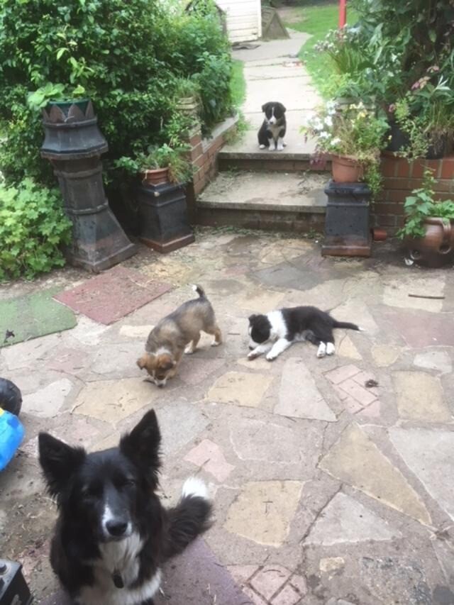 Border collie/sheepdog puppies for sale. Both male. in Goole, East Yorkshire Gumtree