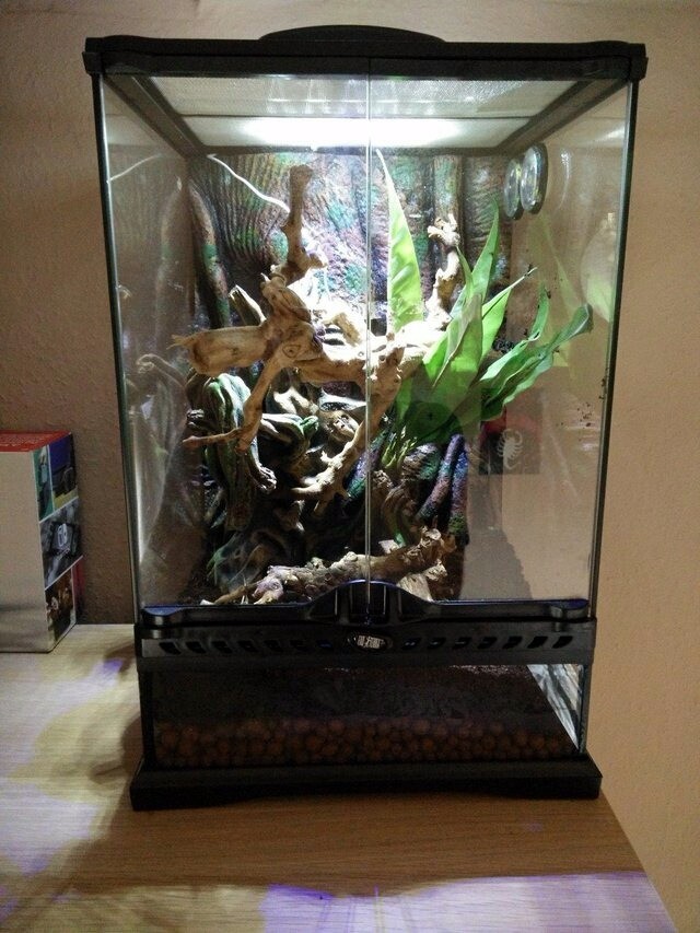 Exo Terra Crested gecko kit small terrarium/vivarium in Cradley Heath