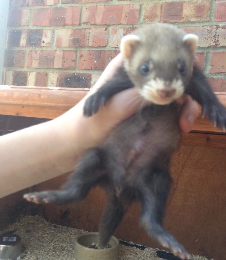 Ferret kits for sale in Wingate, County Durham Gumtree