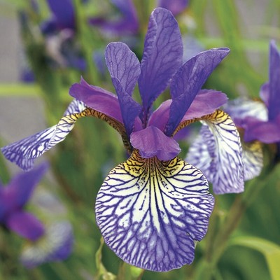 Concord Crush Siberian Iris Root, Cute Flowers for Spectacular Blooms....Store