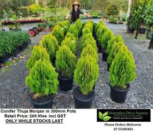 Conifer Cypress Pine Trees Plants Feature Tree Gift
