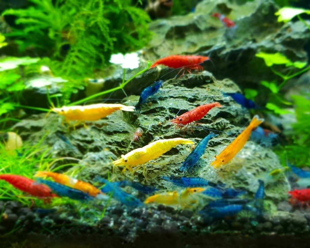 16+4 Adult Neocaridina Candy Skittle Live Shrimp Mixed Colors Aquarium - $ 57
