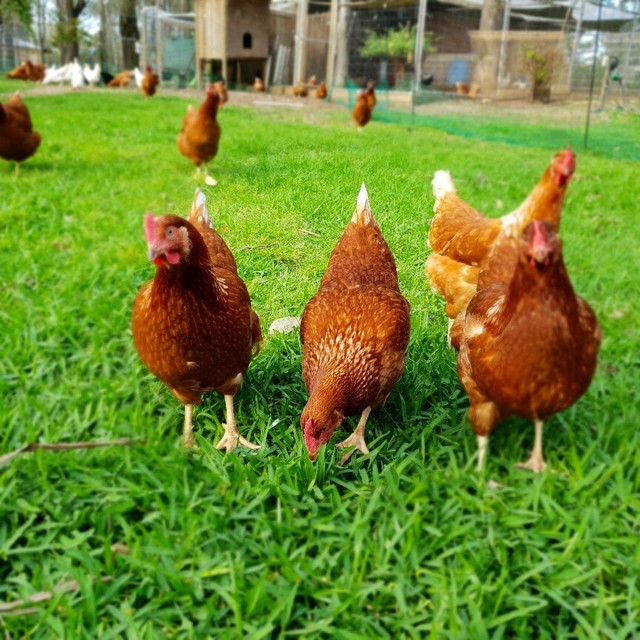 Free Range Young Isa/Hyline Brown Laying Hens Livestock Gumtree