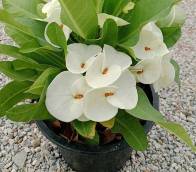 Euphorbia Milii Crown of thorns ''Toem Ngoen'' Hybrid with Phyto-Certificate