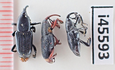 i45593. Insects, Curculionidae sp. Vietnam, Lam Dong