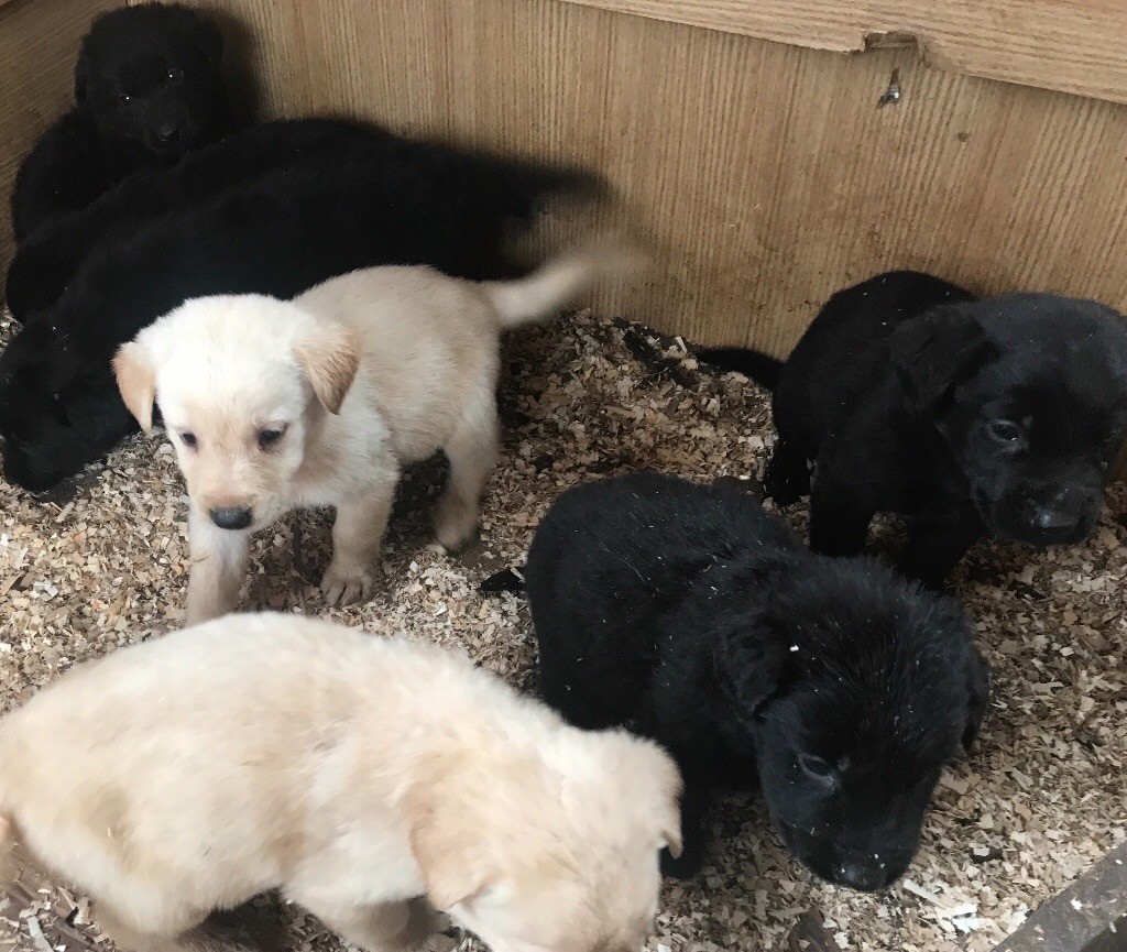 German shepherd cross Labrador puppy's in Porthcawl, Bridgend Gumtree