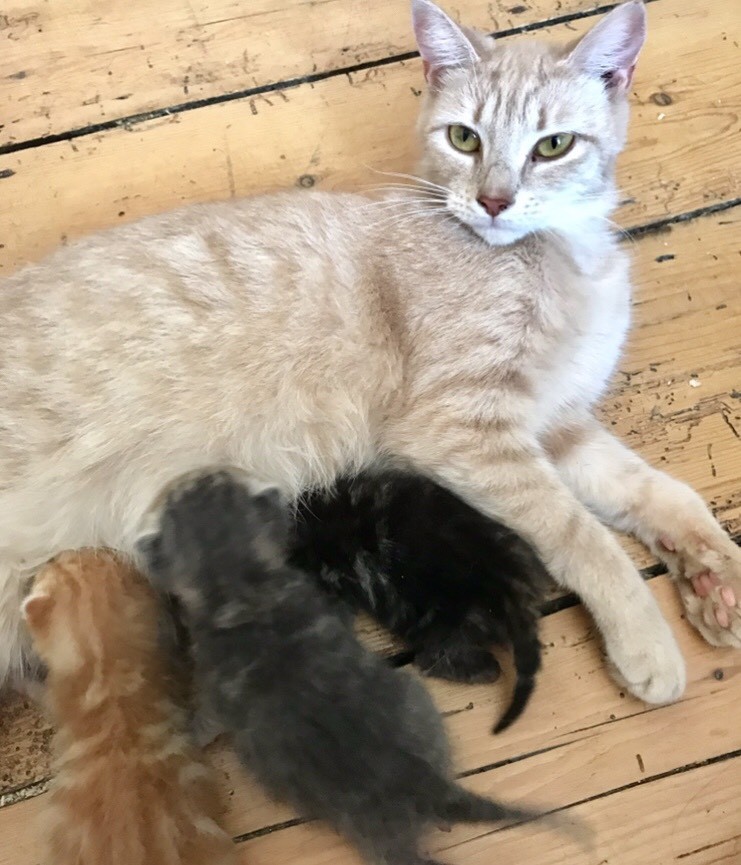 Beautiful British Shorthair Cross Kittens In Swindon Wiltshire