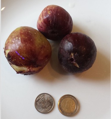 Texas Blue Giant cuttings / ficus carica scion