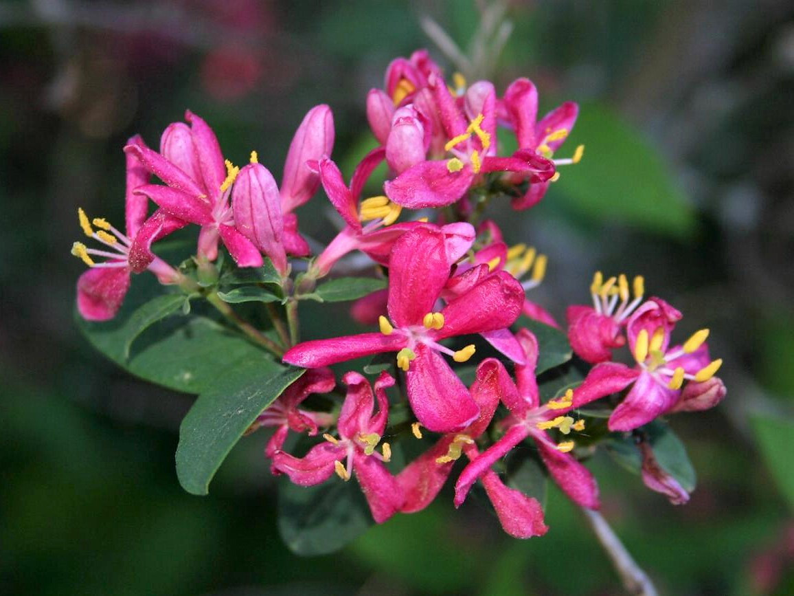 50 Tatarian Asian HONEYSUCKLE Lonicera Tatarica Pink Flower Shrub Bush Seeds